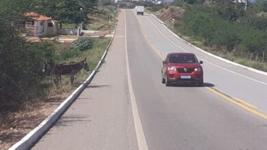 Photo of Animais levam perigo aos motoristas e pedestres na BR 426 Santana dos Garrotes -Piancó