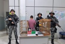 Photo of Em Coremas, Polícia Militar prende traficante, aprende drogas e pássaros silvestres