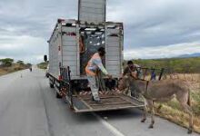 Photo of PRF já recolheu e removeu 1.247 animais que estavam às margens das rodovias federais paraibanas