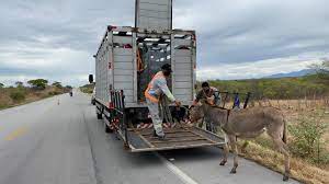 Photo of PRF já recolheu e removeu 1.247 animais que estavam às margens das rodovias federais paraibanas