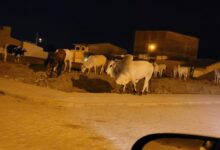 Photo of ASSISTA: Fiscalização apreende várias cabeças de gado de raça  soltas em vias e áreas públicas de Itaporanga