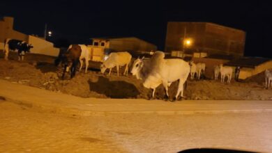 Photo of ASSISTA: Fiscalização apreende várias cabeças de gado de raça  soltas em vias e áreas públicas de Itaporanga