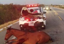 Photo of Viatura da Polícia Militar fica destruída após se chocar com cavalo na BR-230, no Sertão
