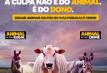 Photo of Prefeitura de Itaporanga lamenta matéria “Maldosa”, e expõe a verdade sobre projeto de Lei de apreensão e abate de animais