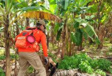 Photo of Ossada encontrada em Zona Rural de Bananeiras não é humana, afirma delegado