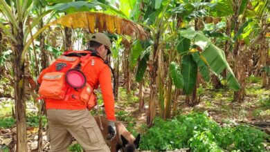 Photo of Ossada encontrada em Zona Rural de Bananeiras não é humana, afirma delegado