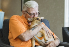 Photo of Idosos com cachorro têm 40% menos chances de demência, diz estudo