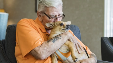 Photo of Idosos com cachorro têm 40% menos chances de demência, diz estudo