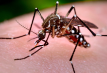 Photo of Paraíba já registrou mais de 2,7 mil casos de arboviroses este ano e três mortes por dengue