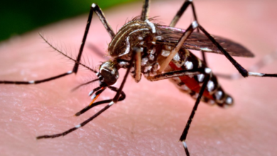 Photo of Brasil atinge 1.600 mortes por dengue, número 35% maior do que todo o ano de 2023