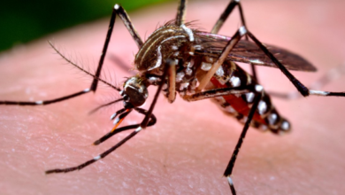 Photo of Paraíba já registrou mais de 2,7 mil casos de arboviroses este ano e três mortes por dengue