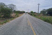 Photo of Animais levam perigo aos motoristas nas rodovias do Vale do Piancó