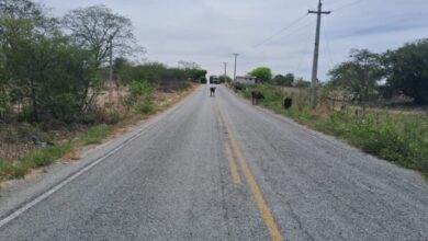 Photo of Animais levam perigo aos motoristas nas rodovias do Vale do Piancó