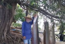 Photo of Pescadores de Coremas se espantam ao capturar seis pirarucus e peixes pesarem mais de meia tonelada