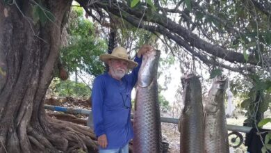Photo of Pescadores de Coremas se espantam ao capturar seis pirarucus e peixes pesarem mais de meia tonelada