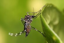Photo of Brasil pode registrar até 4,2 milhões de casos de dengue em 2024, diz ministério