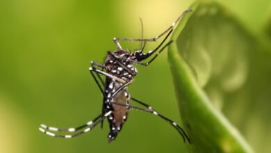 Photo of Brasil pode registrar até 4,2 milhões de casos de dengue em 2024, diz ministério