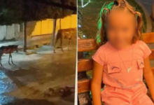 Photo of Criança de 5 anos fica ferida ao ser atingida por coice de cavalo no Sertão