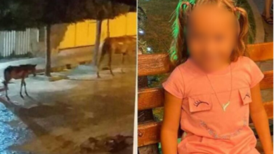 Photo of Criança de 5 anos fica ferida ao ser atingida por coice de cavalo no Sertão