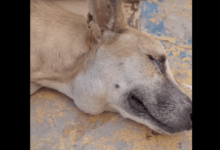 Photo of Promotor cobra Prefeitura de Coremas para socorrer cão ferido abandonado em praça e informar providências sobre animais de rua