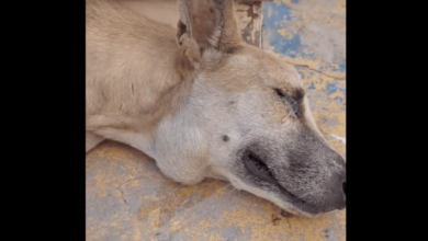 Photo of Promotor cobra Prefeitura de Coremas para socorrer cão ferido abandonado em praça e informar providências sobre animais de rua