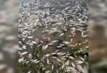 Photo of Moradores registram morte de centenas de peixes em rio de Aguiar