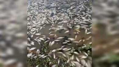 Photo of Moradores registram morte de centenas de peixes em rio de Aguiar