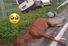 Photo of Van da Prefeitura de Conceição colide com animal em rodovia