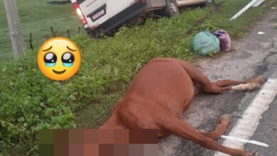 Photo of Van da Prefeitura de Conceição colide com animal em rodovia