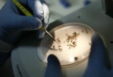 Photo of Estudo alerta que aumento de casos de dengue pode provocar queda de R$ 7 bilhões no PIB