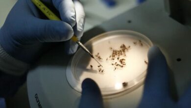 Photo of Estudo alerta que aumento de casos de dengue pode provocar queda de R$ 7 bilhões no PIB