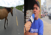 Photo of ASSISTA: Motoristas de alternativos cobram das autoridades para retirada de animais soltos nas estradas no Vale do Piancó