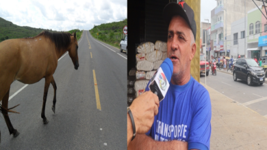 Photo of ASSISTA: Motoristas de alternativos cobram das autoridades para retirada de animais soltos nas estradas no Vale do Piancó
