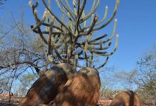 Photo of Estudo aponta Caatinga como ‘mais eficiente dos biomas brasileiros para sequestrar carbono’