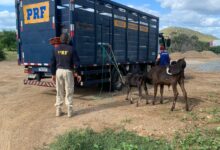 Photo of Parceria entre Prefeitura e PRF , realiza operação de Apreensão de animais  em Itaporanga