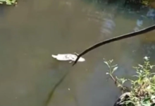 Photo of Vídeo: peixes são encontrados mortos no rio Piancó em Conceição