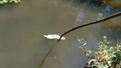 Photo of Vídeo: peixes são encontrados mortos no rio Piancó em Conceição