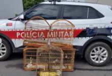 Photo of Polícia Militar apreende aves mantidas em cativeiro e conduz mulher a delegacia em Coremas