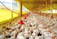 Photo of China amplia embargo e suspende importação de carne de frango do Brasil por gripe aviária