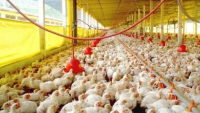 Photo of China amplia embargo e suspende importação de carne de frango do Brasil por gripe aviária