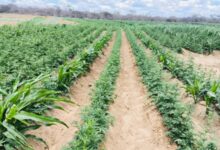 Photo of Mais de 100 mil pés de maconha são localizados em área rural