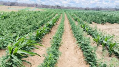 Photo of Mais de 100 mil pés de maconha são localizados em área rural