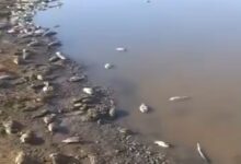 Photo of Dezenas de peixes são encontrados mortos em açude de Nova Olinda