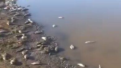 Photo of Dezenas de peixes são encontrados mortos em açude de Nova Olinda