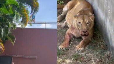 Photo of Homem invade jaula de leoa no Parque da Bica, é atacado por animal e morre; vídeo