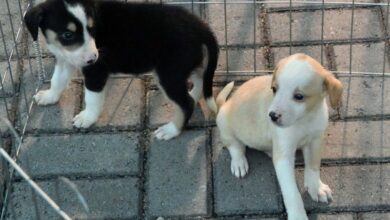 Photo of João assina medida provisória que cria Secretaria da Proteção Animal na Paraíba